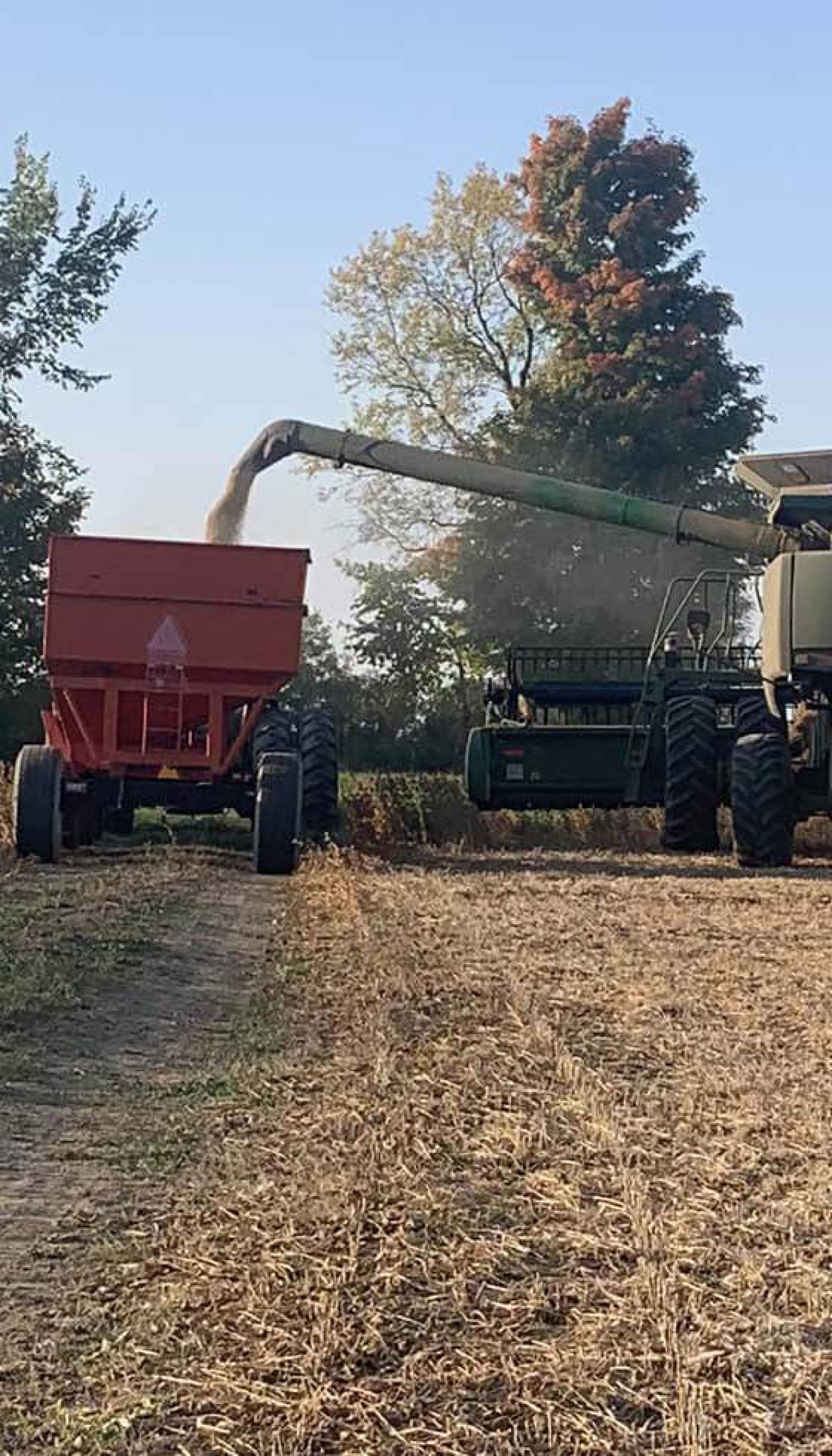 Harvex harvesting equipment at wheat field