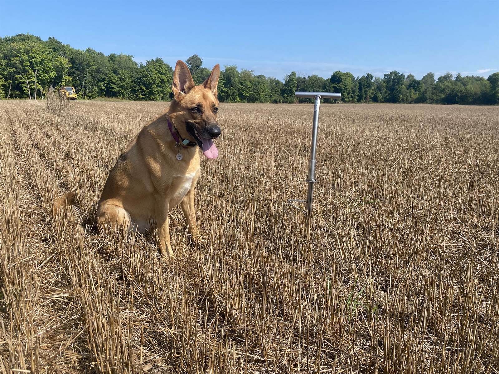 Harvex soil sampling with dog in the field