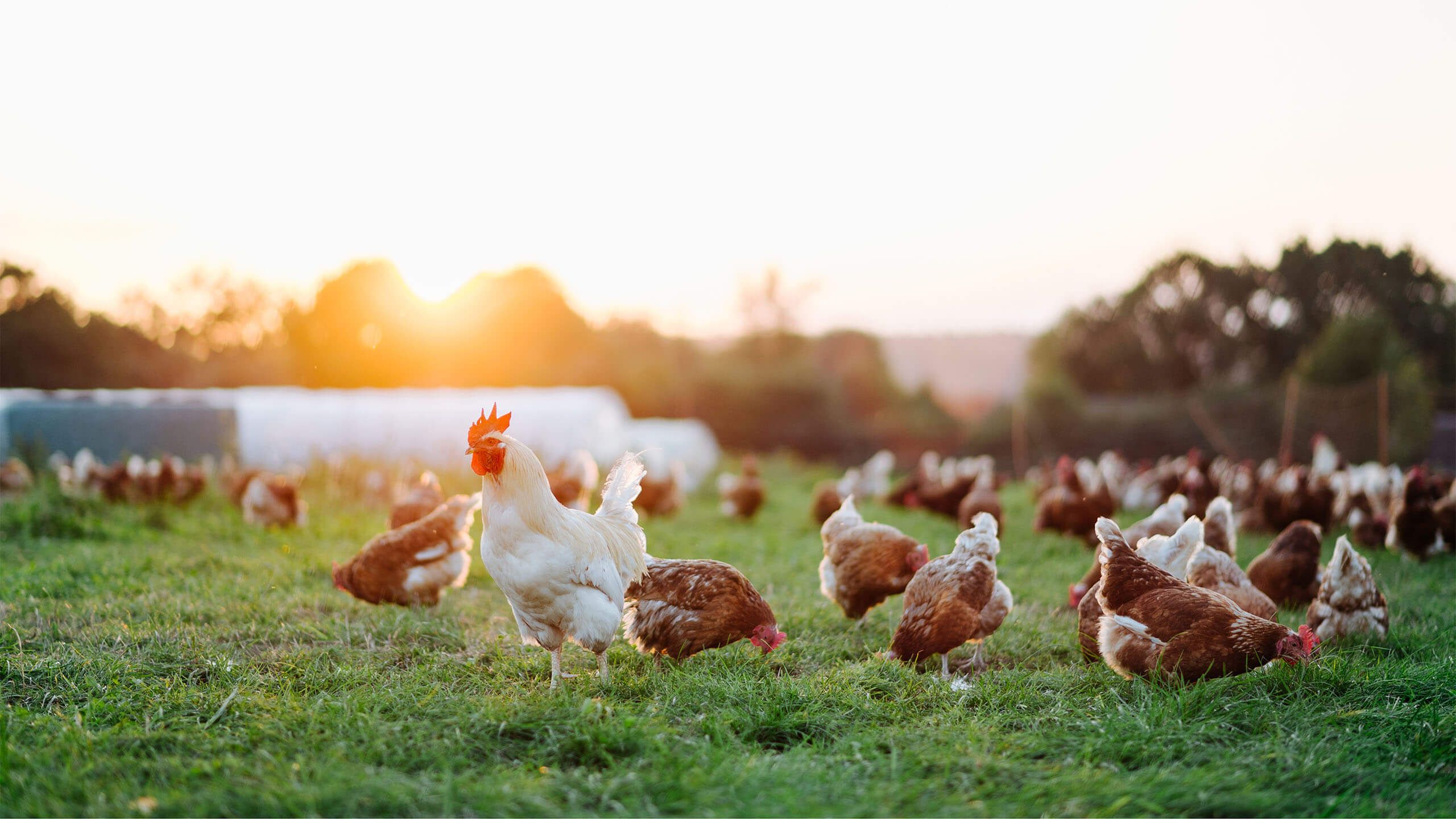 Harvex chickens in pasture chicken orders