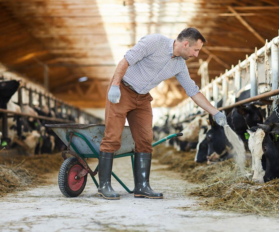 Harvex ruminant nutrition support