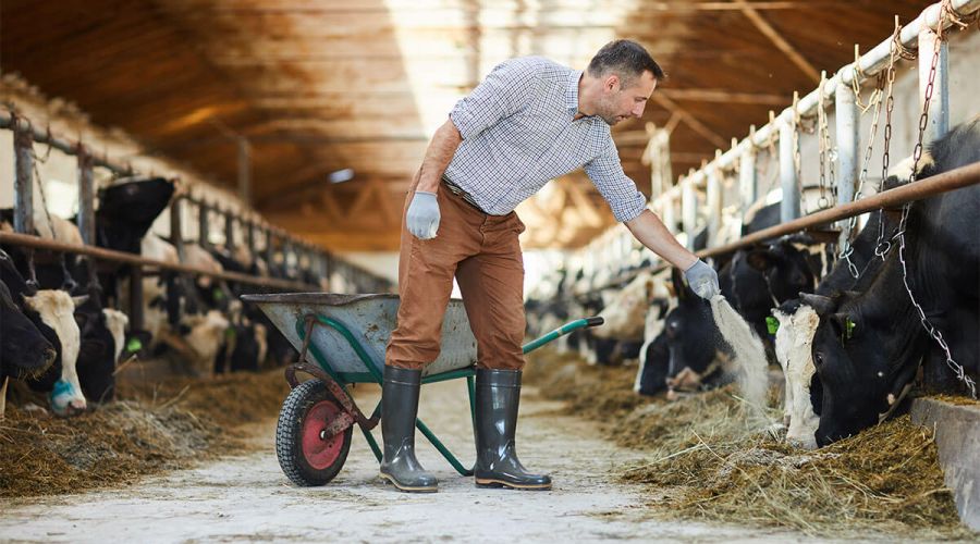 Harvex ruminant nutrition support