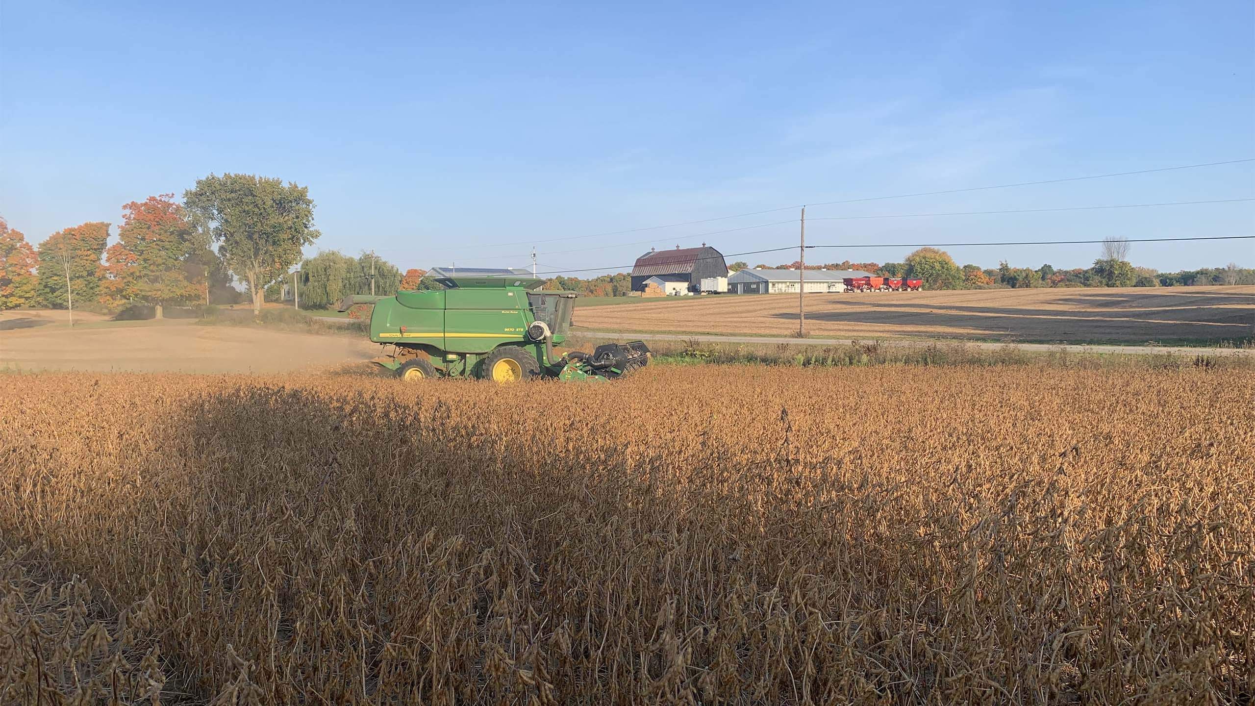Harvex harvesting grain in the field