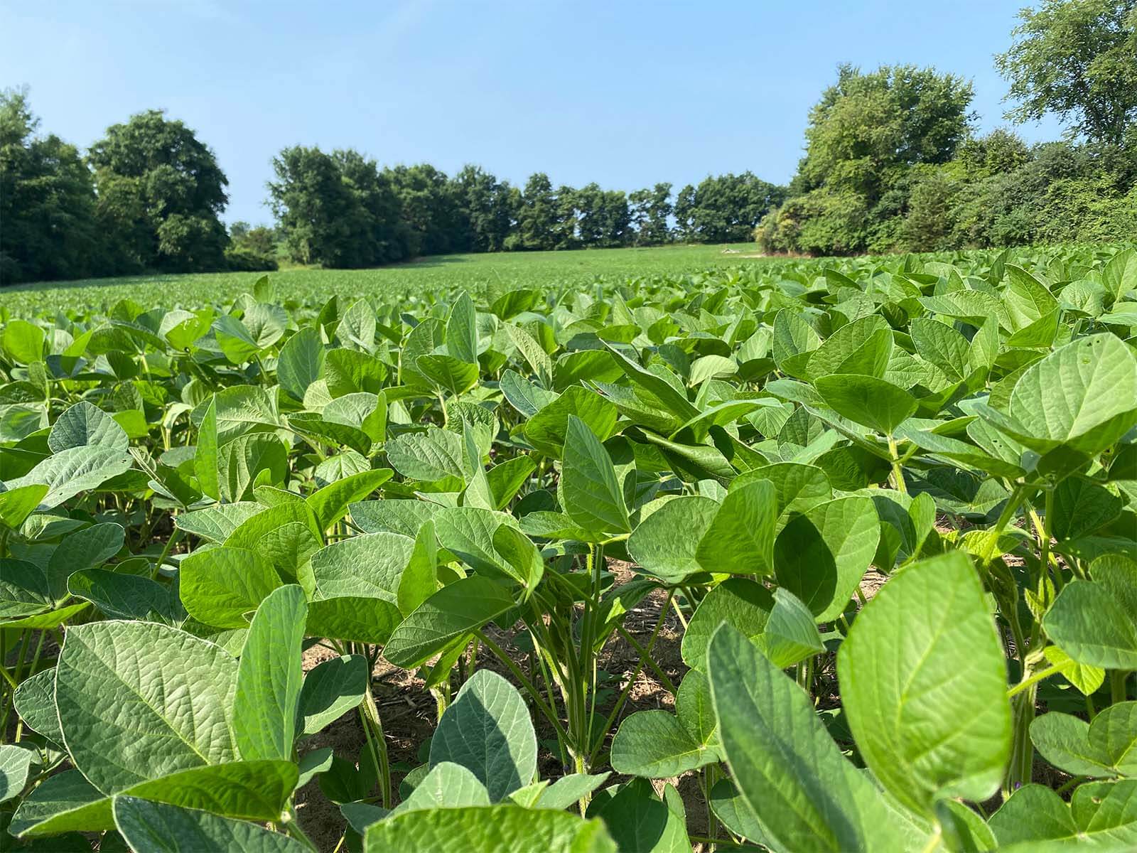Harvex crop scouting soybean field