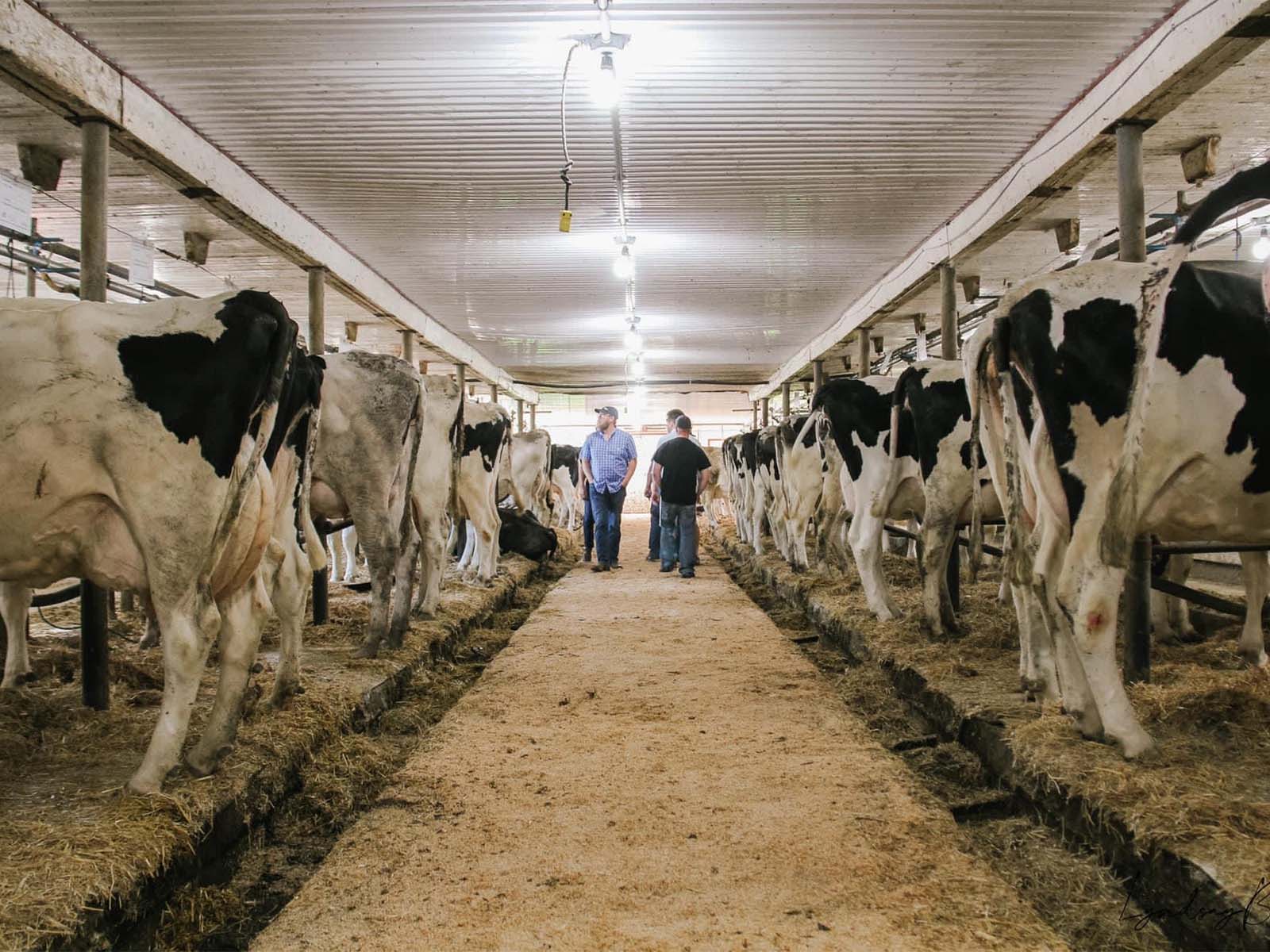 Harvex custom feed with cattle