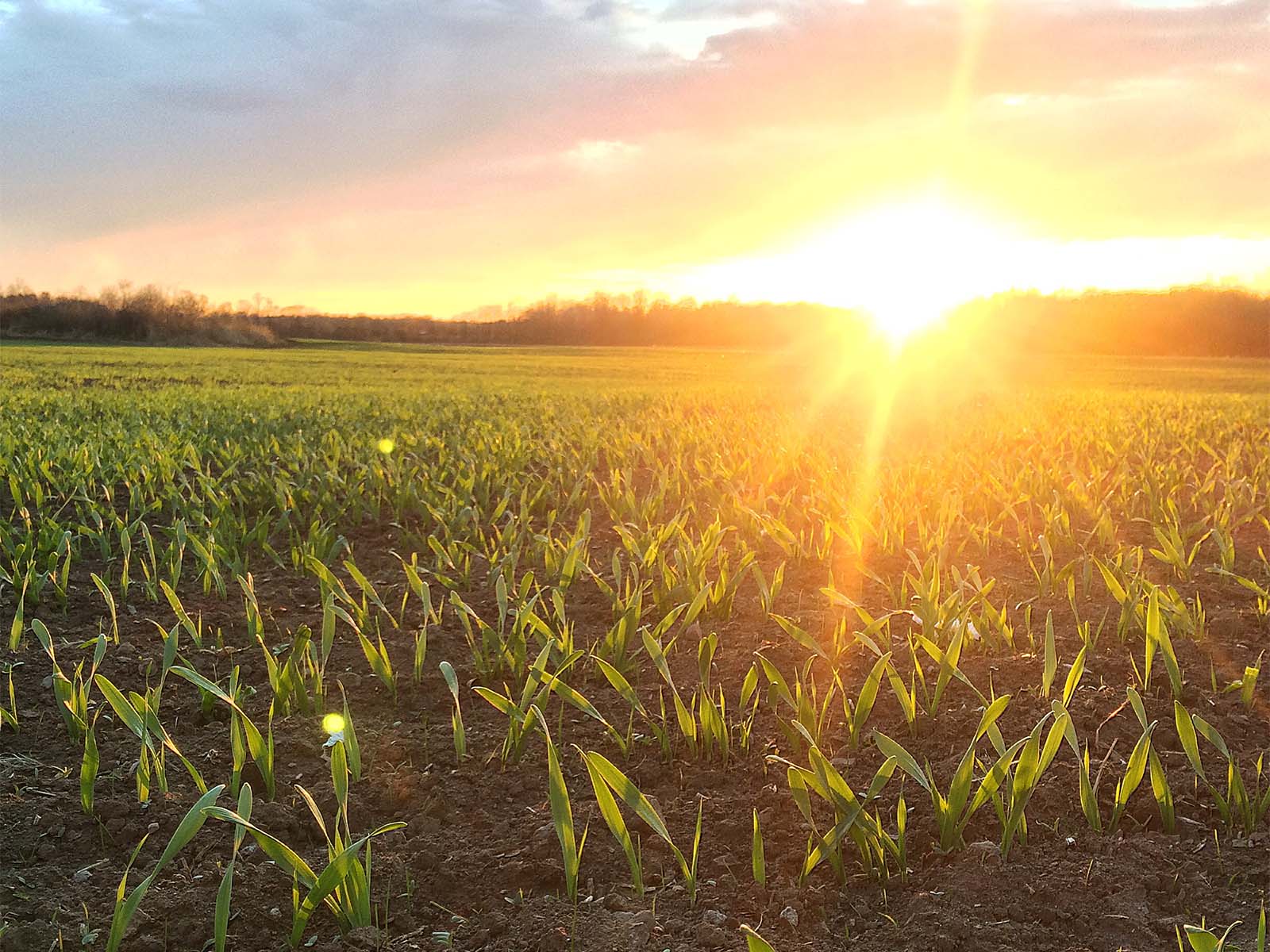 Harvex field scouting agricultural farmland