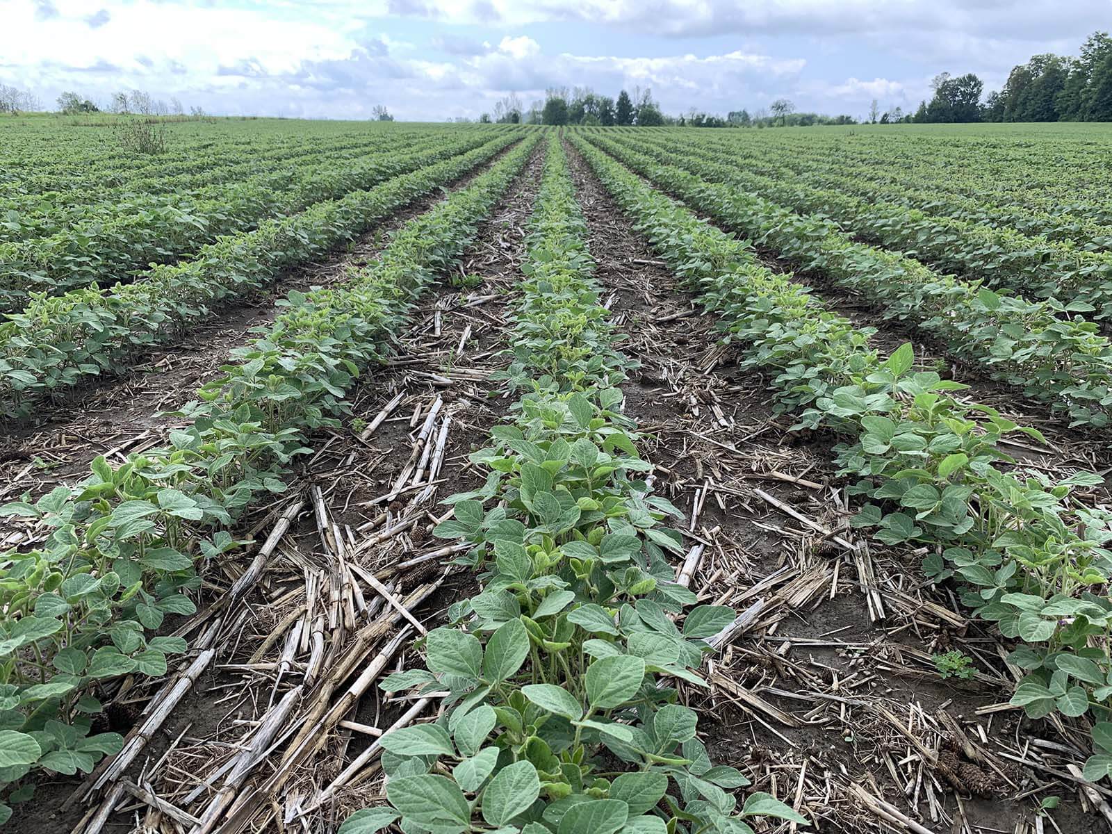 Harvex field scouting soybean crop
