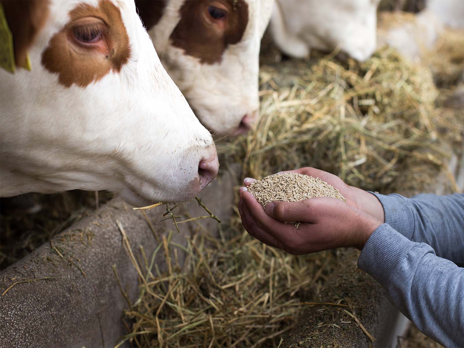 Harvex ruminant nutrition support