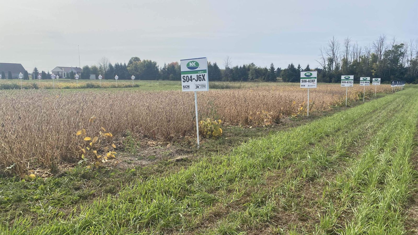 Summit Seeds crops NK