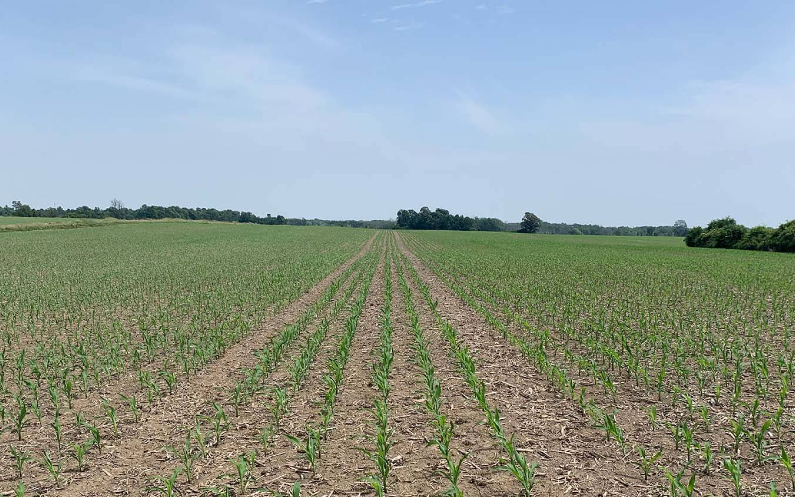 Harvex Agromart agricultural crop