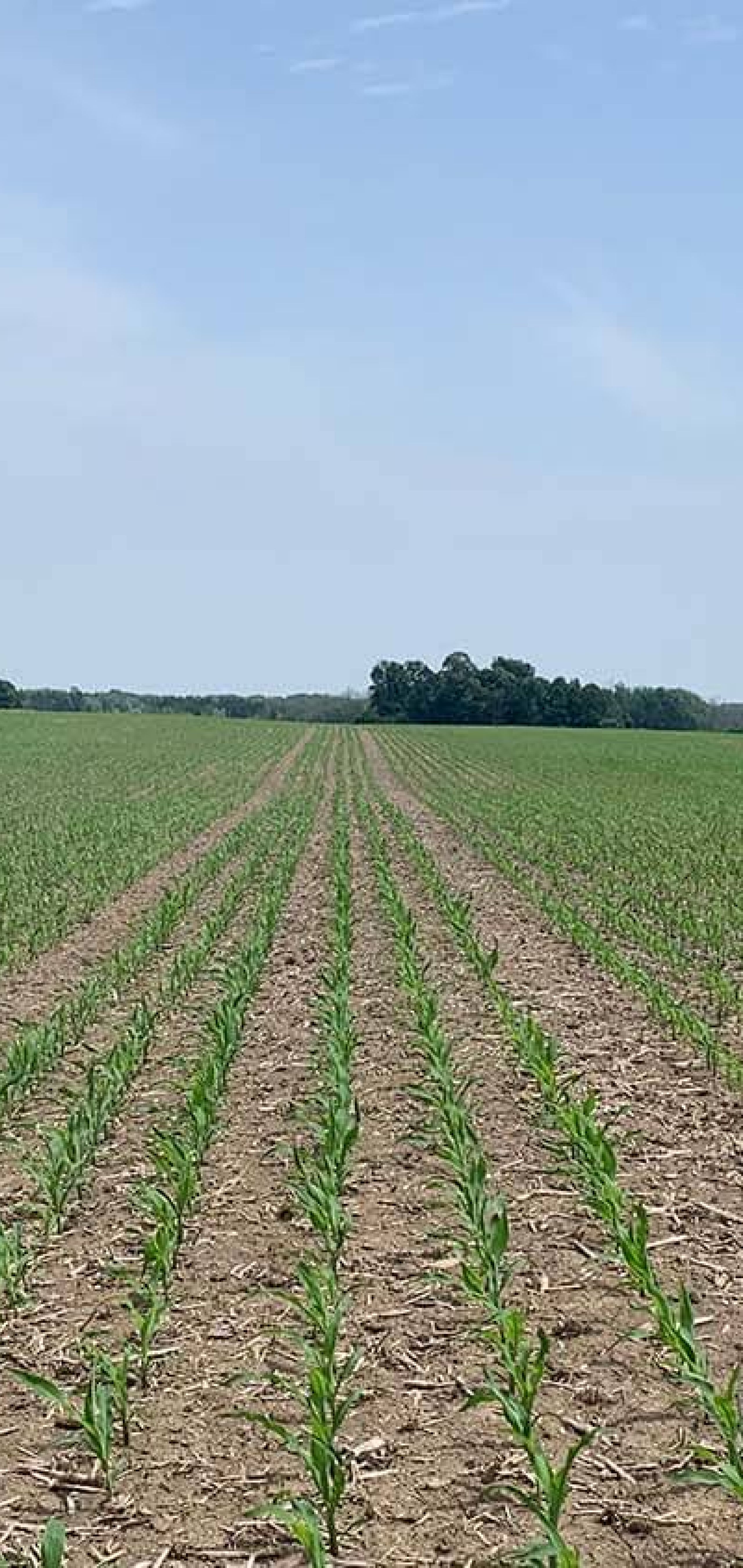 Harvex Agromart agricultural crop