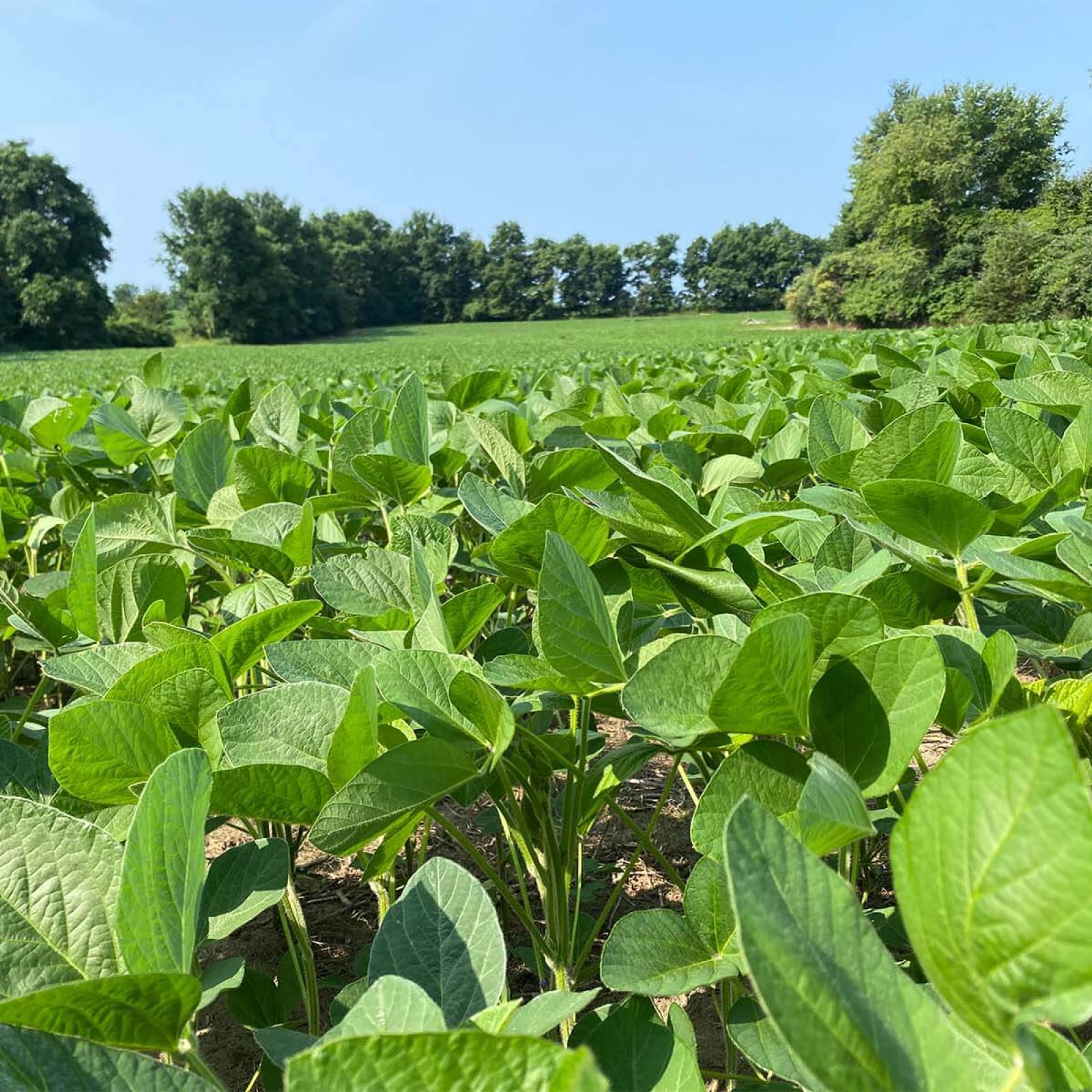 Harvex crop scouting soybean field