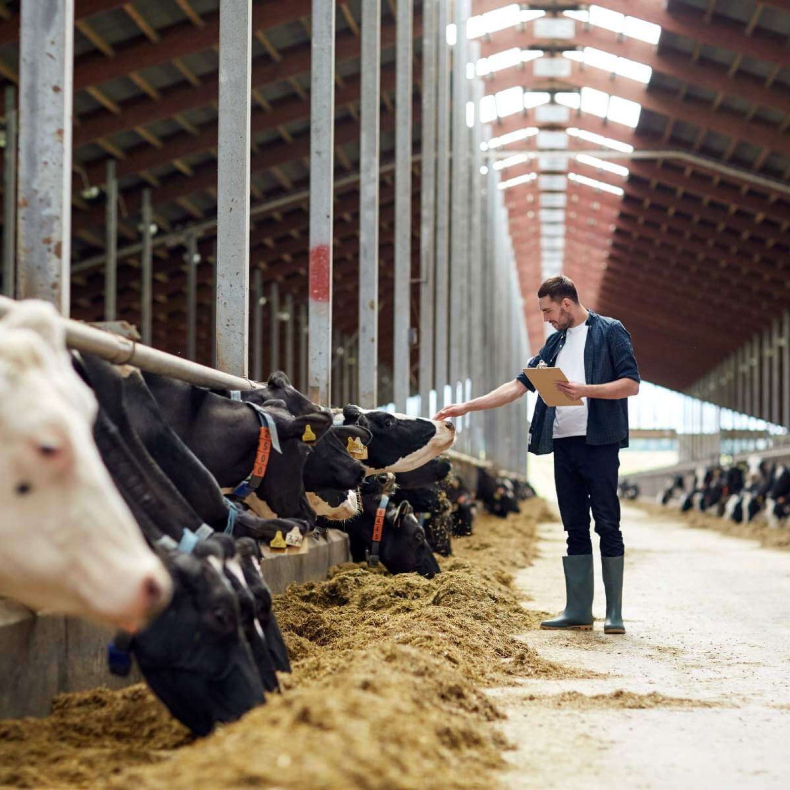 Harvex ruminant nutrition