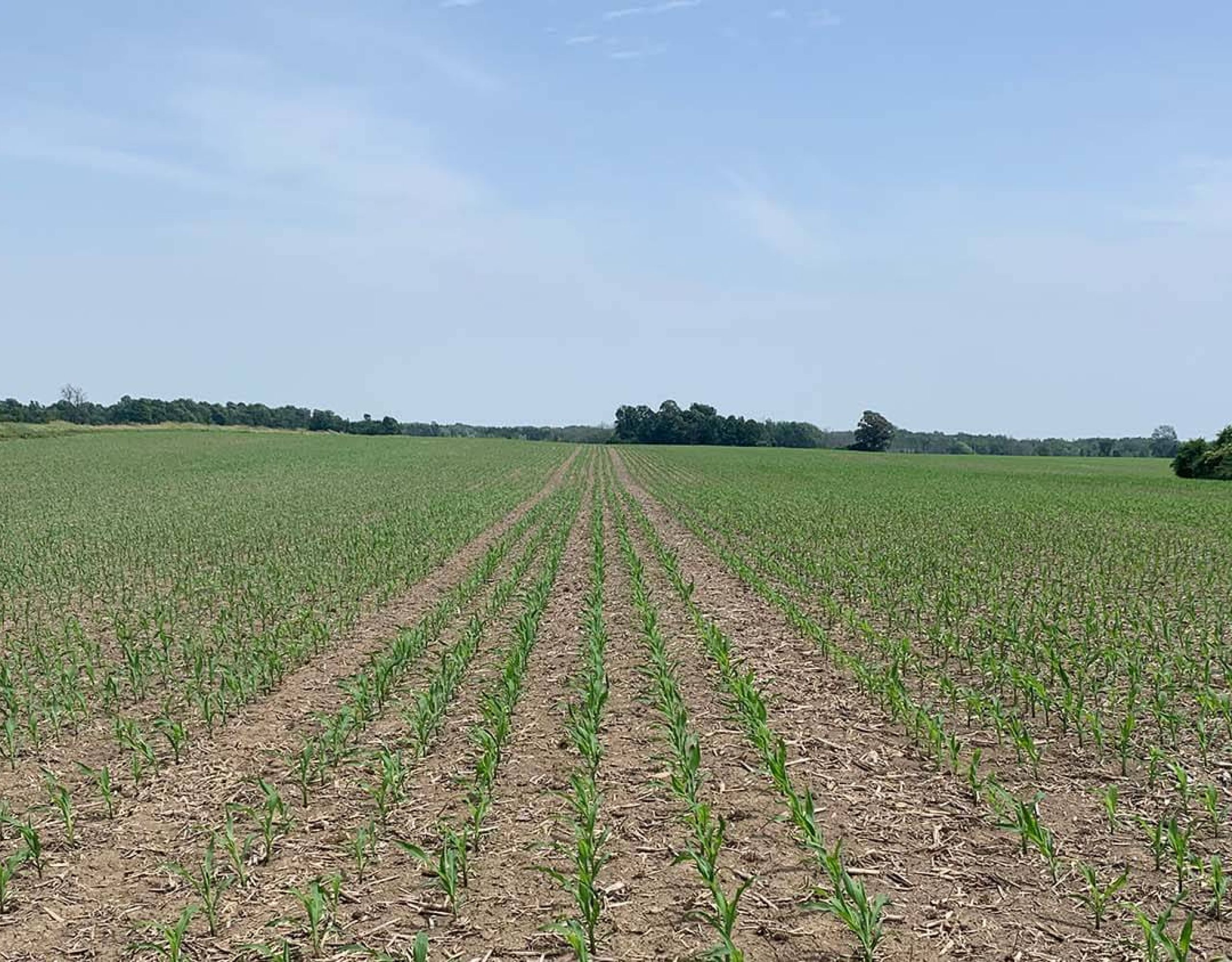 Harvex Agromart agricultural crop