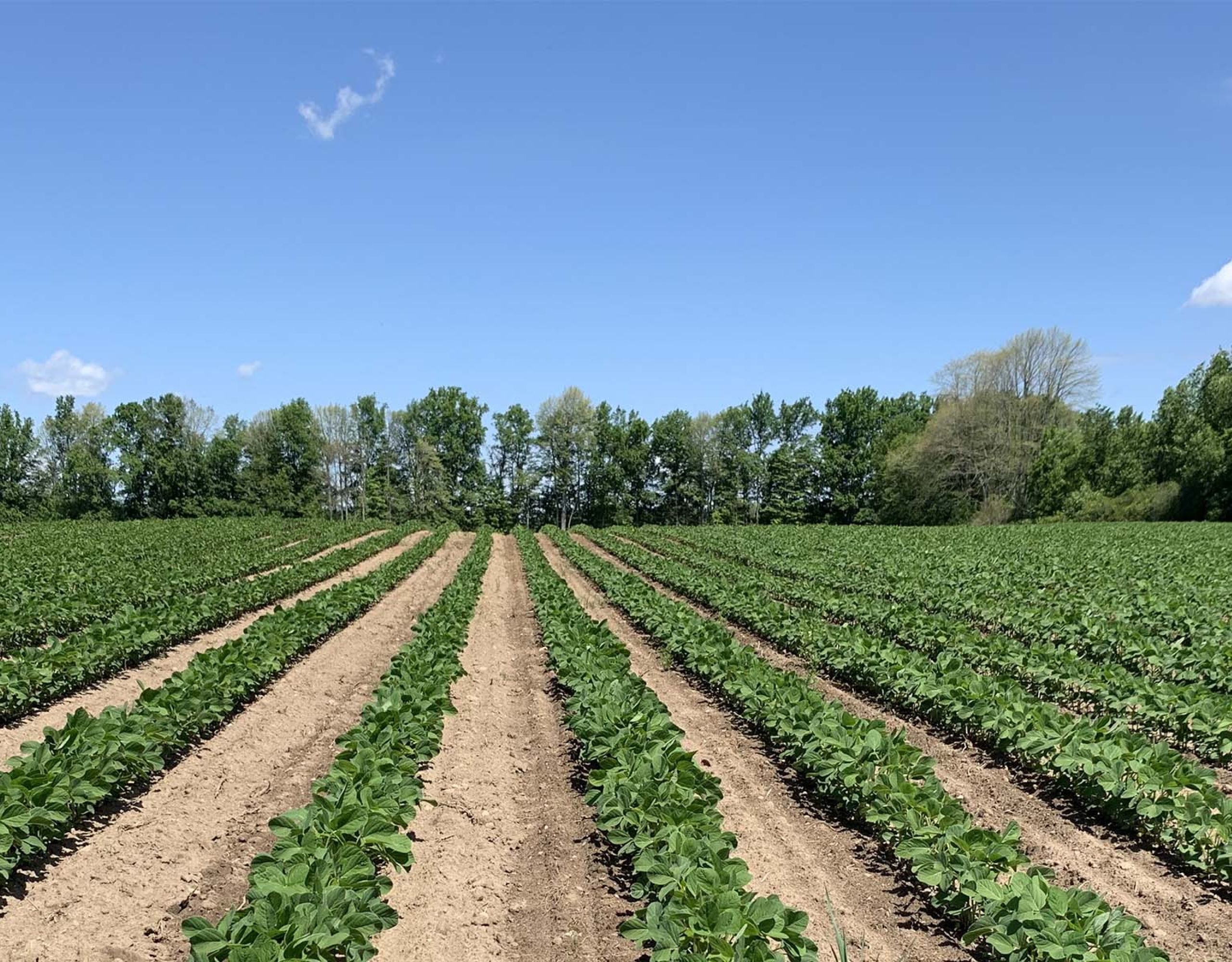 Summit Seeds crop with blue skies