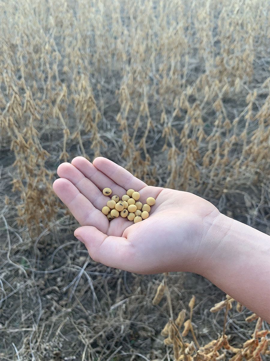 Summit Seeds seed in a hand