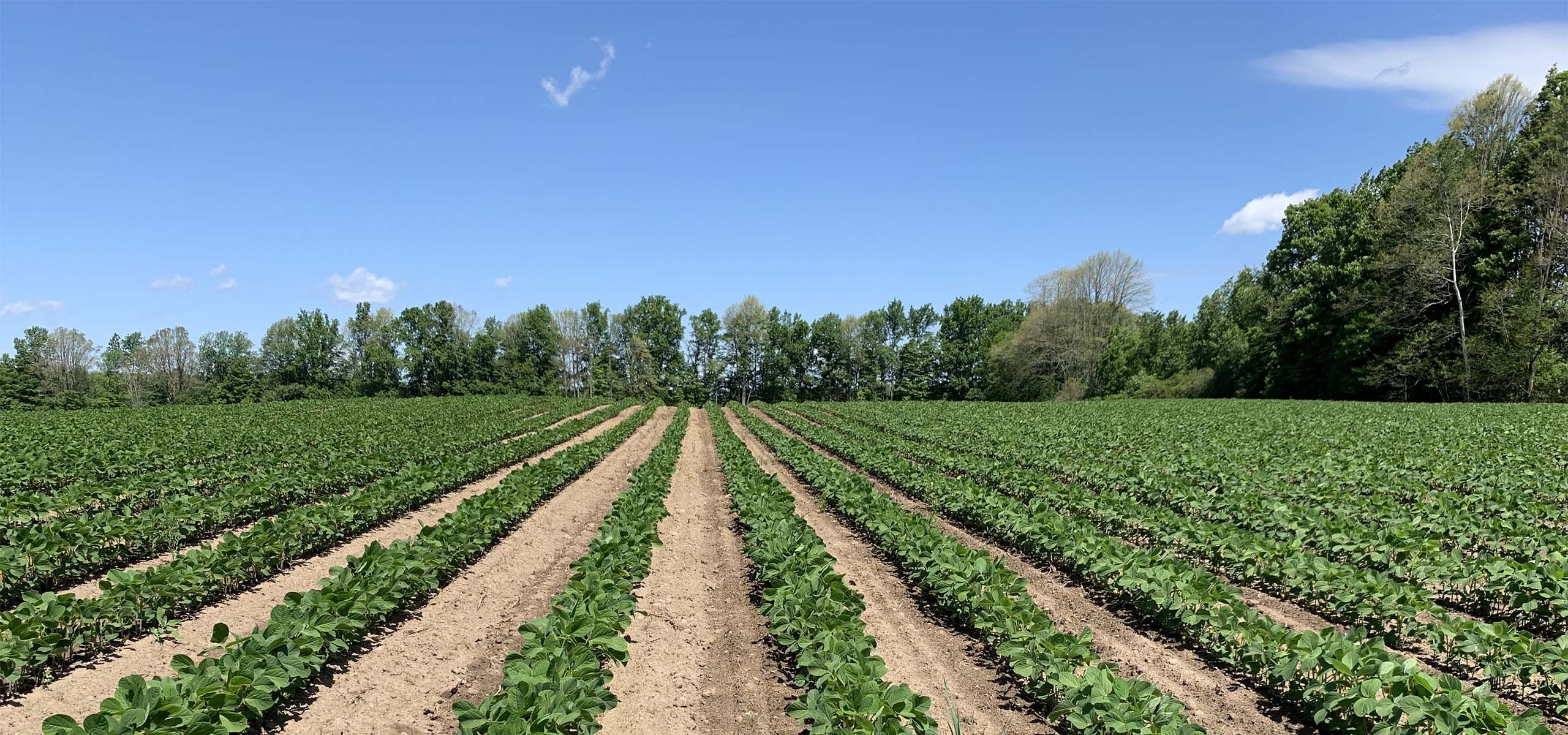 Summit Seeds crop with blue skies