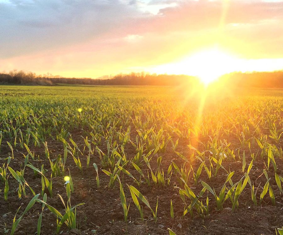 Harvex field scouting agricultural farmland