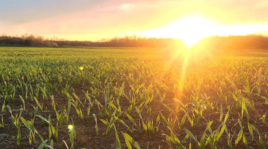 Harvex field scouting agricultural farmland