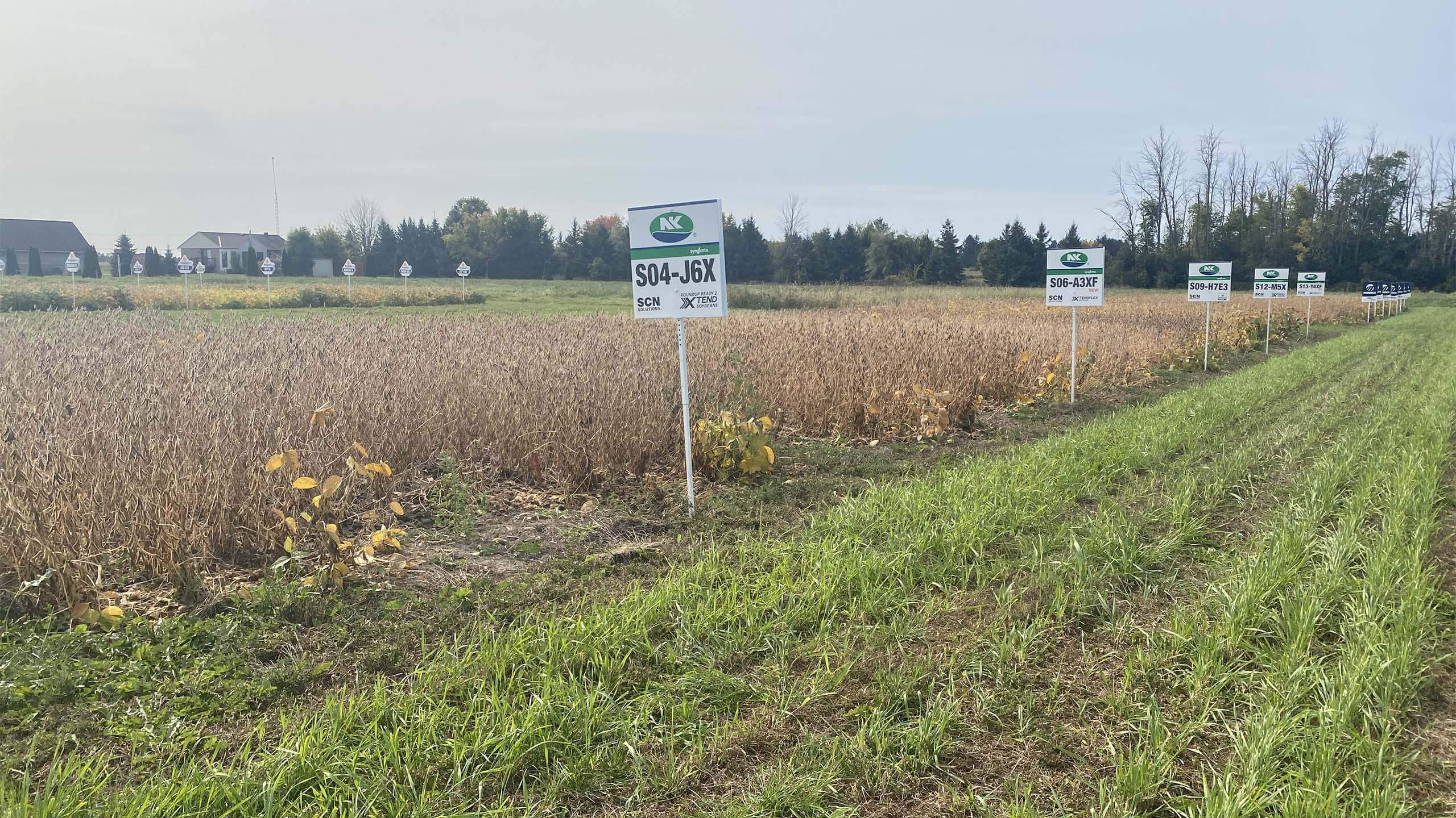 Summit Seeds crops NK