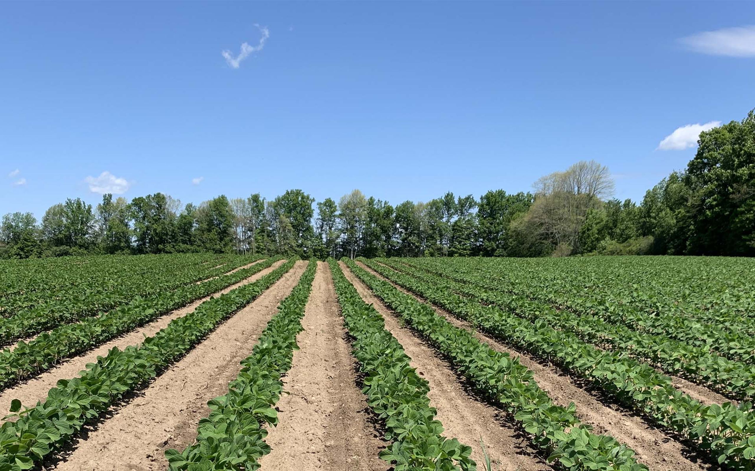 Summit Seeds crop with blue skies