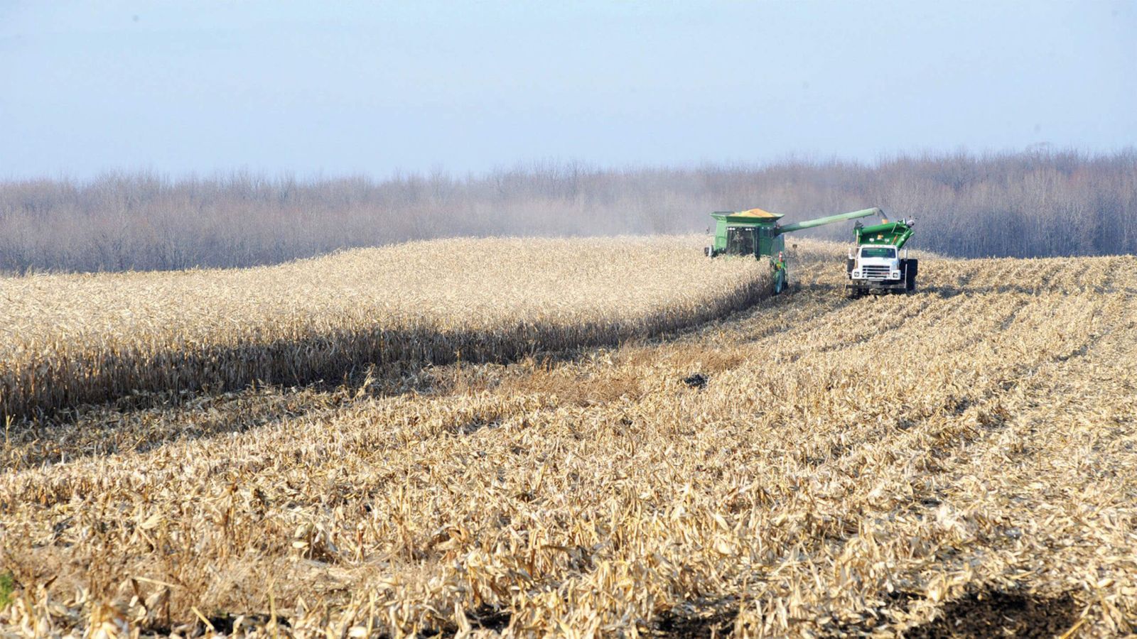 Harvex truck and loader harvesting crops