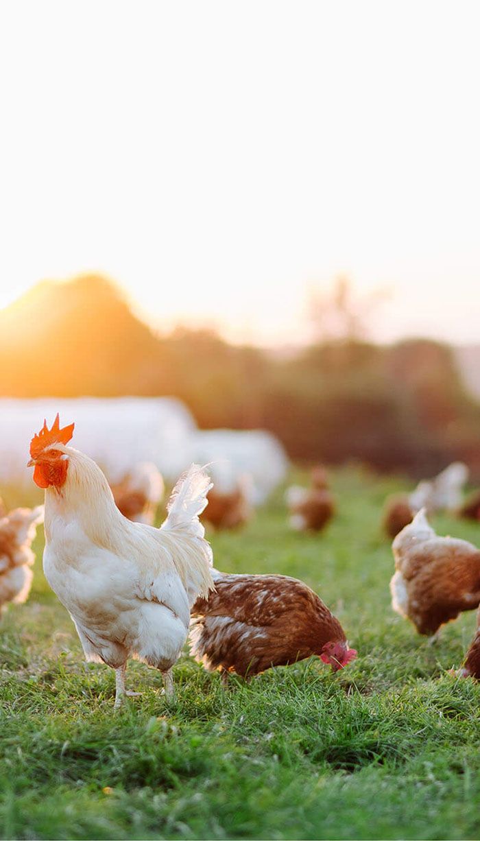Harvex chickens in pasture chicken orders