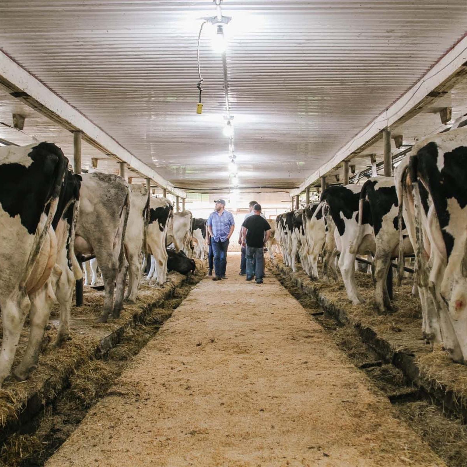 Harvex custom feed with cattle