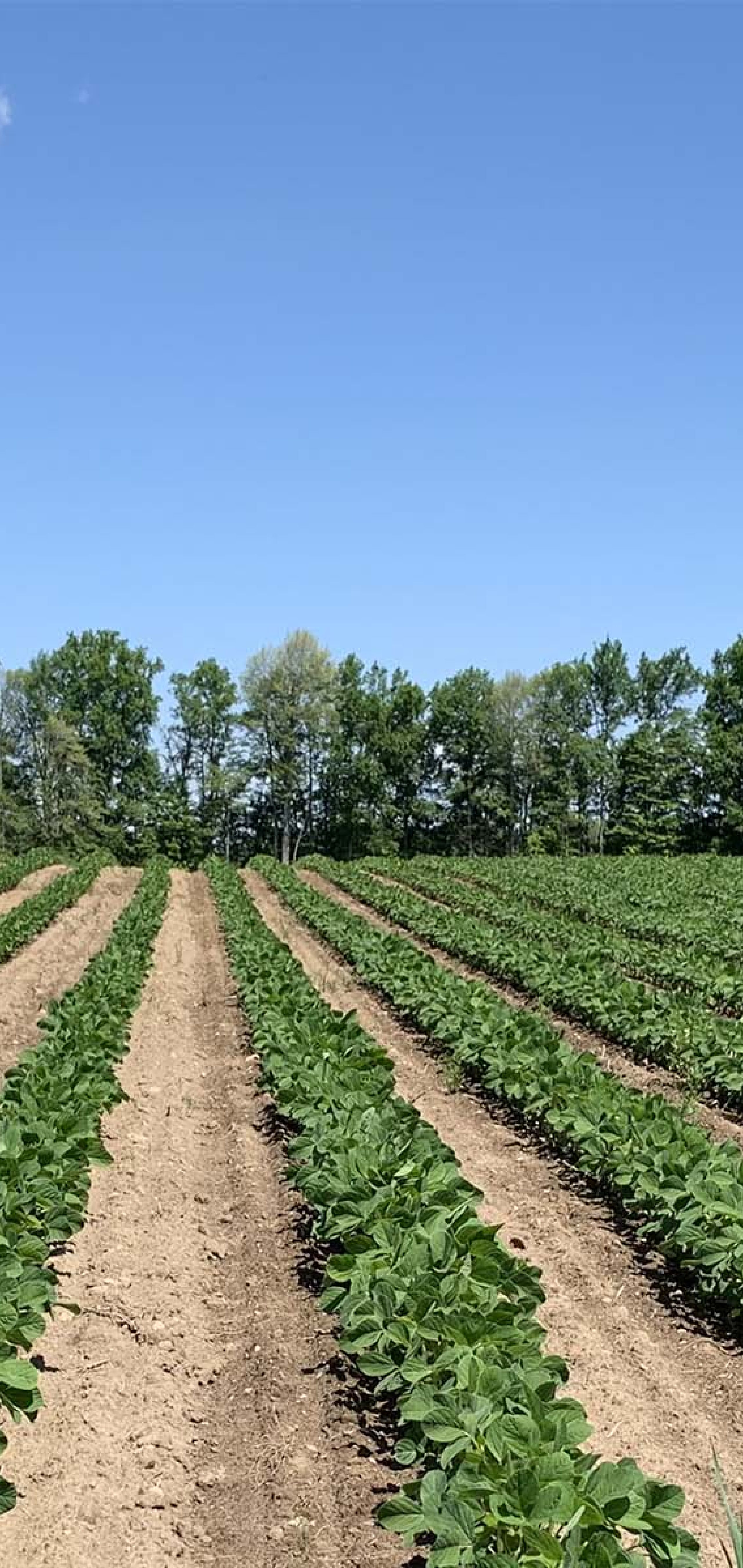 Summit Seeds crop with blue skies