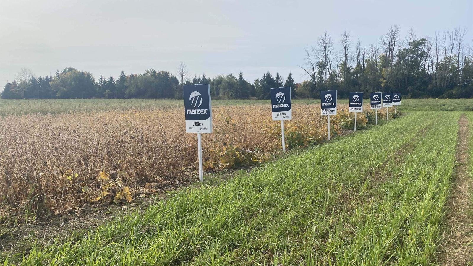 Summit Seeds crops Maizex